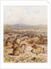 Marmots at their Burrows by August Specht