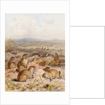 Marmots at their Burrows by August Specht