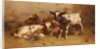 Three Calves in a Barn by David Gauld
