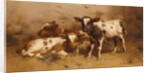Three Calves in a Barn by David Gauld