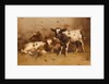 Three Calves in a Barn by David Gauld