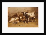 Three Calves in a Barn by David Gauld
