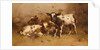 Three Calves in a Barn by David Gauld