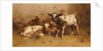 Three Calves in a Barn by David Gauld