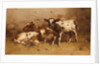 Three Calves in a Barn by David Gauld