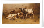 Three Calves in a Barn by David Gauld