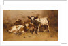 Three Calves in a Barn by David Gauld