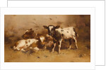 Three Calves in a Barn by David Gauld