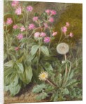 Rose Campions and Dandelion, 1875 by Marion Chase