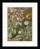 Rose Campions and Dandelion, 1875 by Marion Chase