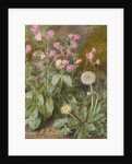 Rose Campions and Dandelion, 1875 by Marion Chase