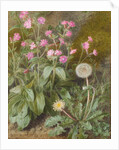 Rose Campions and Dandelion, 1875 by Marion Chase