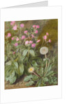 Rose Campions and Dandelion, 1875 by Marion Chase