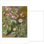 Rose Campions and Dandelion, 1875 by Marion Chase