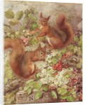 Red Squirrels Gathering Fruits and Nuts by Rosa Jameson