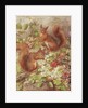 Red Squirrels Gathering Fruits and Nuts by Rosa Jameson