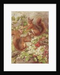 Red Squirrels Gathering Fruits and Nuts by Rosa Jameson