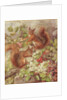 Red Squirrels Gathering Fruits and Nuts by Rosa Jameson