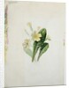 Study of a primrose, c.1830 by Charlotte Bronte