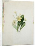 Study of a primrose, c.1830 by Charlotte Bronte