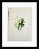 Study of a primrose, c.1830 by Charlotte Bronte