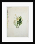 Study of a primrose, c.1830 by Charlotte Bronte