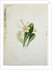 Study of a primrose, c.1830 by Charlotte Bronte