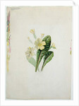 Study of a primrose, c.1830 by Charlotte Bronte