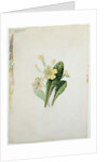 Study of a primrose, c.1830 by Charlotte Bronte