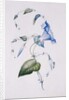 Blue convolvulus, 1832 by Charlotte Bronte