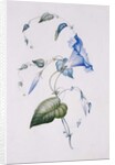 Blue convolvulus, 1832 by Charlotte Bronte