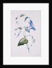 Blue convolvulus, 1832 by Charlotte Bronte
