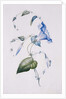 Blue convolvulus, 1832 by Charlotte Bronte