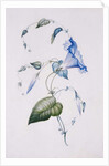 Blue convolvulus, 1832 by Charlotte Bronte