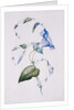 Blue convolvulus, 1832 by Charlotte Bronte
