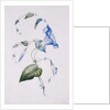 Blue convolvulus, 1832 by Charlotte Bronte