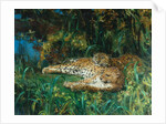 Indian Leopards by John Macallan Swan