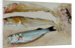 Study of Four Fishes for 'The Mackerel Nets', 1912 by William Shackleton