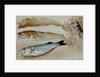 Study of Four Fishes for 'The Mackerel Nets', 1912 by William Shackleton