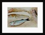 Study of Four Fishes for 'The Mackerel Nets', 1912 by William Shackleton