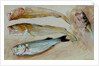 Study of Four Fishes for 'The Mackerel Nets', 1912 by William Shackleton