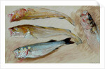 Study of Four Fishes for 'The Mackerel Nets', 1912 by William Shackleton