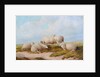 Sheep by Thomas Sidney (style of) Cooper
