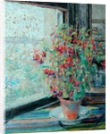 Fuchsias by Louise Pickard