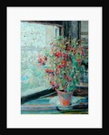 Fuchsias by Louise Pickard
