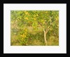 The Lemon Tree, 1893 by Henry Scott Tuke