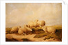 Sheep by Thomas Sidney Cooper