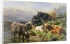 Highland Cattle by William Watson