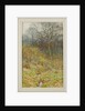 Our Primrose Wood, 1913 by Helen Allingham
