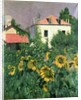 Sunflowers in the Garden at Petit Gennevilliers by Gustave Caillebotte
